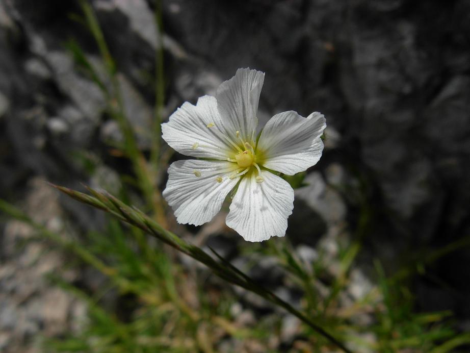Apuane 3 - Sagina glabra (e Minuartia capillacea)